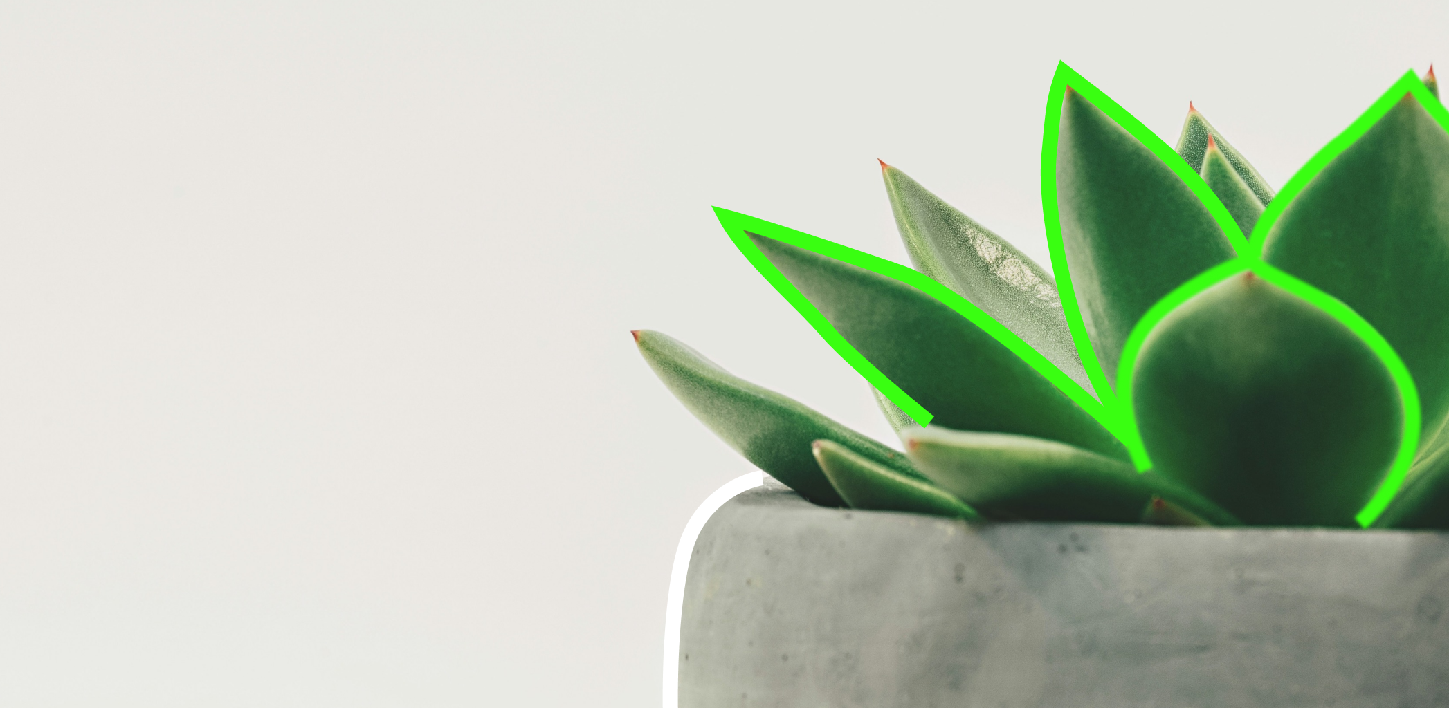 Вся правда о ваших растениях: что посадить на даче